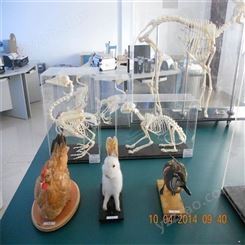猪马牛羊骨骼标本教学 骨骼标本 包埋标本 鱼骨骼标本 动物骨骼 中学标本 动物骨骼标本