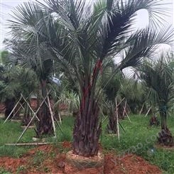布迪椰子容器苗 福建产地布迪椰子 农户直接报价 欢迎咨询