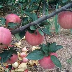 烟台红富士 当季新鲜苹果 烟台红富士苹果种植 裕顺大量上市