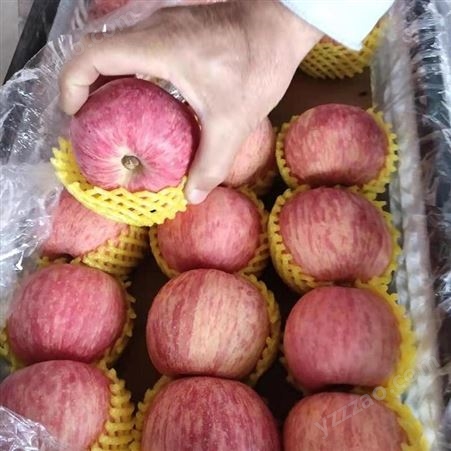 纸袋红富士价格 苹果新鲜水分多 烟台红富士苹果种植 裕顺农户采购利润可观