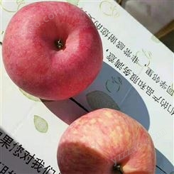 纸袋红富士价格 苹果新鲜水分多 烟台红富士苹果种植 裕顺农户采购利润可观
