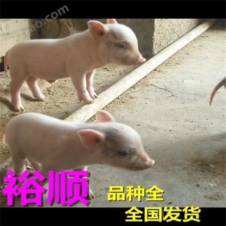 仔猪出售 出售小猪仔 活泼大白猪 体型漂亮裕顺价格低