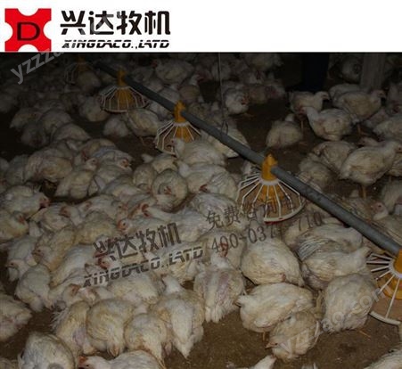 XD-RJPY-LX-BYJ白羽鸡 自动料线 自动化养鸡设备 平养鸡料线 肉鸡养殖设备