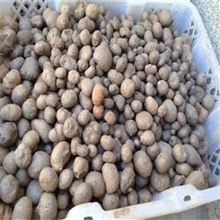 2020年魔芋种子贵的原因 魔芋行业有一句口号:一斤魔芋十斤粮，十亩魔芋住楼房