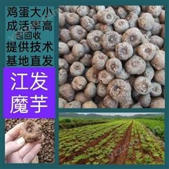 湖南厂家供应一代二代魔芋种子；白魔芋；珠芽魔芋种子批发