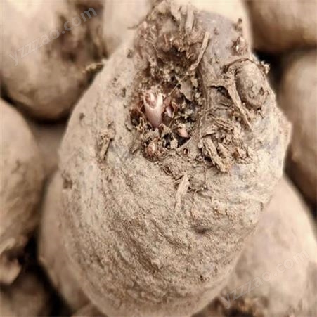 江发魔芋免费提供魔芋种子种植技术 一代二代魔芋种子批发价格