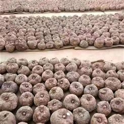 贵州毕节魔芋种子批发；二代魔芋种子，全部脱毒处理，全国包邮，提供种植技术
