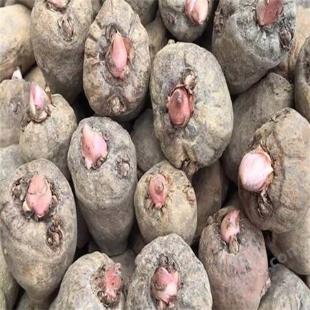 江发魔芋种子种植的方法与技术/魔芋干旱季节病害及防治措施/有效的降低旱害