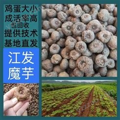 大理高产一代二代花魔芋种子 珠芽魔芋种子喜温暖湿润 适温为20～30℃