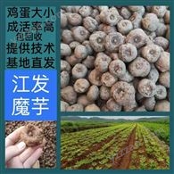 贵州遵义花魔芋种子厂家批发 魔芋生长对环境的要求