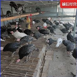 农家养殖白孔雀活体 成年孔雀价格 观赏孔雀