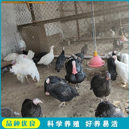 成年观赏火鸡 养殖散养火鸡 活体火鸡苗 批发出售