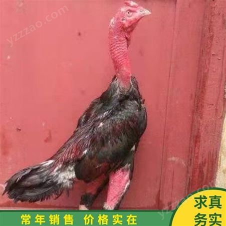 散养斗鸡鸡苗 越南斗鸡 大型斗鸡养殖 常年供应