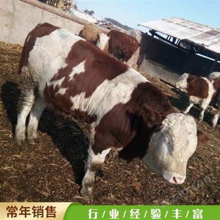育肥西门塔尔牛 散养西门塔尔牛 成年西门塔尔牛 养殖厂家