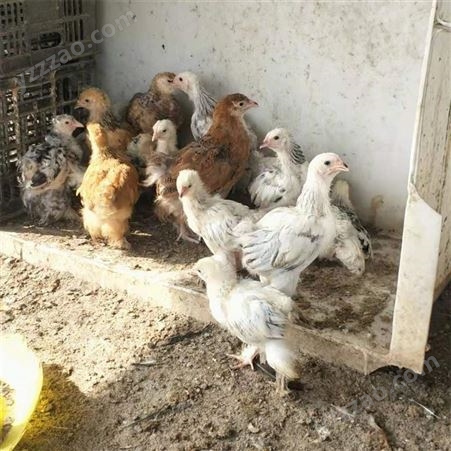 散养婆罗门鸡 脱温观赏鸡 梵天鸡种苗 养殖厂家