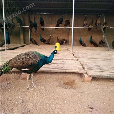 大型孔雀养殖场 活体观赏孔雀价格 孔雀苗投资成本 批发出售