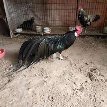 散养婆罗门鸡 脱温观赏鸡 梵天鸡种苗 养殖厂家