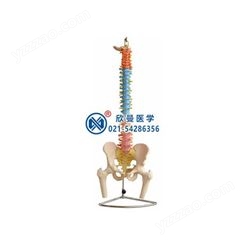 彩色脊柱带骨盆与股骨头（半腿骨）模型