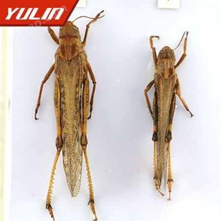 东亚飞蝗标本实物展示 杂高教实验标本 教学标本