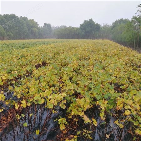 巨峰葡萄苗 日本葡萄树苗品种 早巨峰 欢迎订购