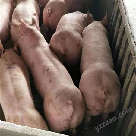 猪崽  养猪就到永发牧业 养猪场卖小猪 好饲养包成活 永发牧业