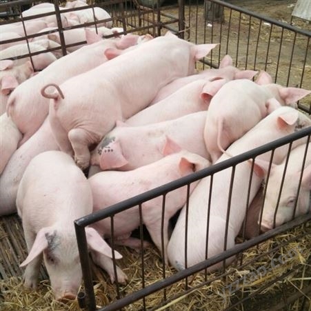 仔猪价格 养猪厂地址2022年小猪行情 今年生猪