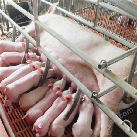 猪崽  养猪就到永发牧业 养猪场卖小猪 好饲养包成活 永发牧业