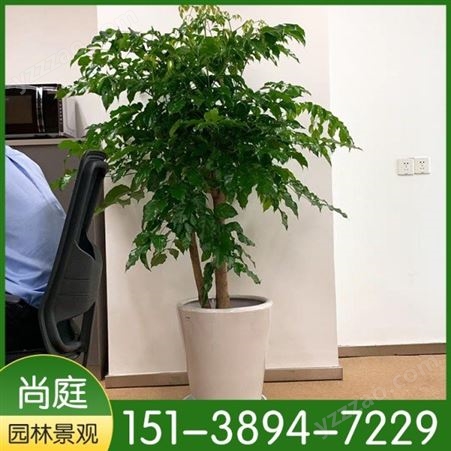 植物盆栽租赁 室内绿植租赁 商丘花卉租赁价格