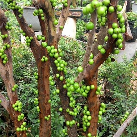 10年嘉宝果树 产地树葡萄苗种植场 富红兴园林绿化植物