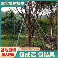 中国台湾果树 树葡萄 嘉宝果苗10年苗价格 富红兴新品种培育基地