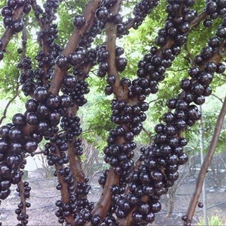10年嘉宝果树 产地树葡萄苗种植场 富红兴园林绿化植物