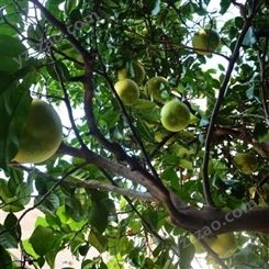柚子树香泡丛生香泡基地农户价 4米高柚子树批发供应 富红兴