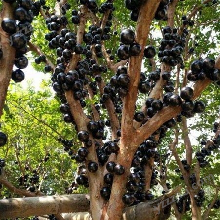 农家乐果树6年嘉宝果苗批发富红兴基地产地树葡萄大树出售规模种植