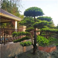 广东别墅庭院设计 花园景观绿化公司 富红兴园林工程 自有苗木场